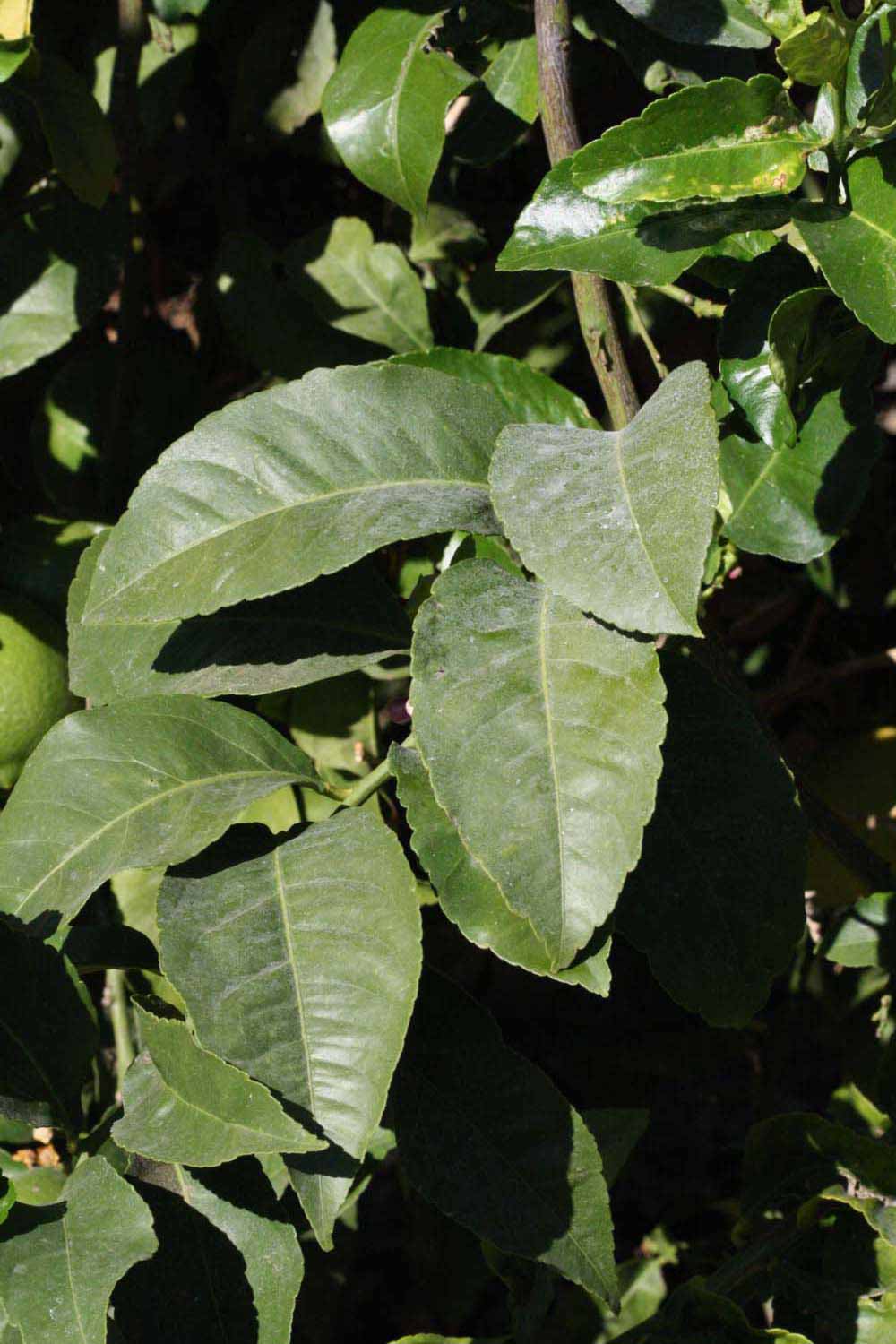              Sun leaves (Riverside, CA)       